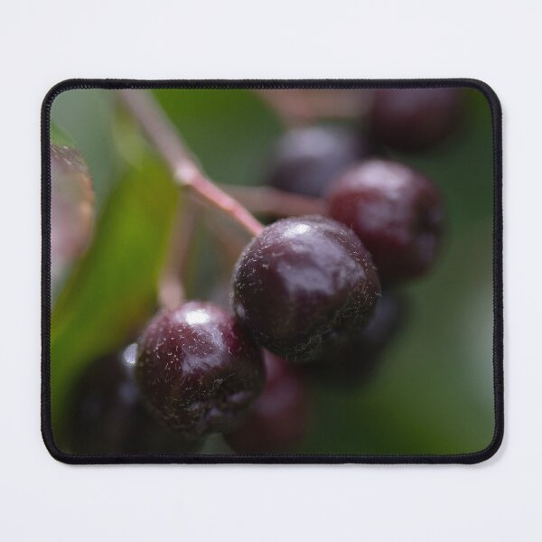 Item preview, Aronia designed and sold by Calidris Fotografie Steffi & Ben Köppler.