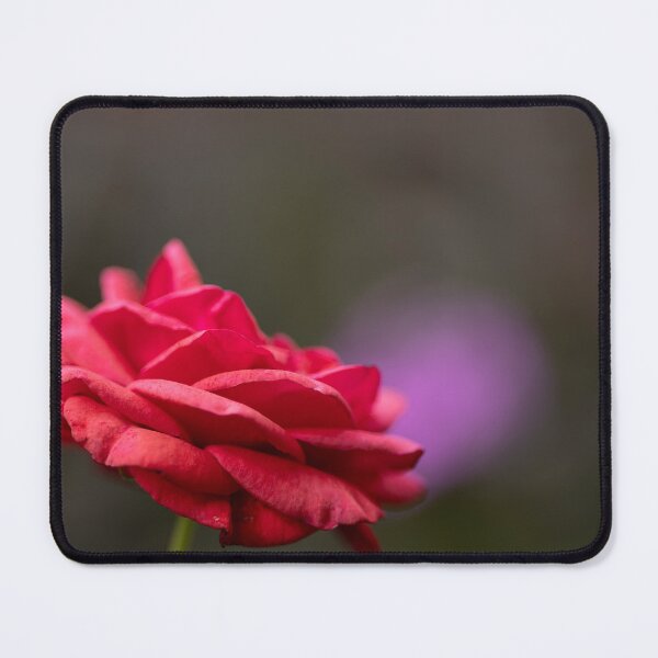 Item preview, Red Rose designed and sold by Calidris Fotografie Steffi & Ben Köppler.