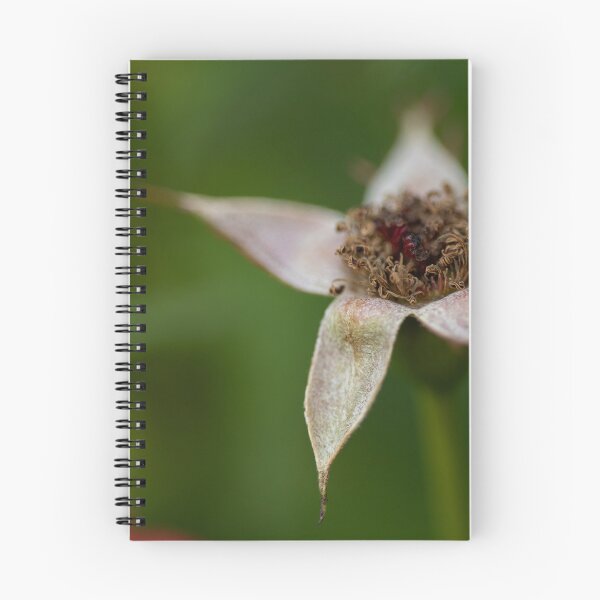 Item preview, Rose designed and sold by Calidris Fotografie Steffi & Ben Köppler.