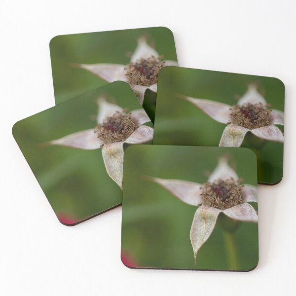 Item preview, Rose designed and sold by Calidris Fotografie Steffi & Ben Köppler.