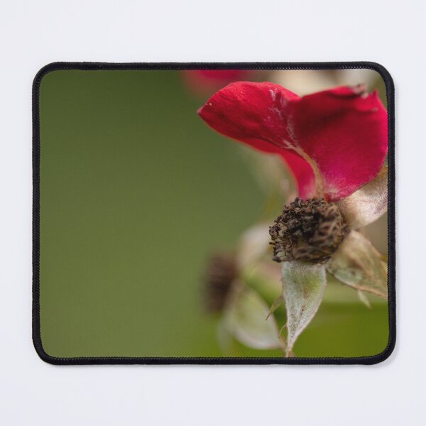 Item preview, Rose designed and sold by Calidris Fotografie Steffi & Ben Köppler.