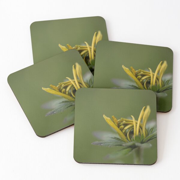 Item preview, Black-eyed Susan designed and sold by Calidris Fotografie Steffi & Ben Köppler.