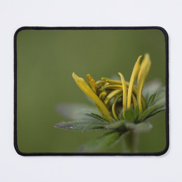 Item preview, Black-eyed Susan designed and sold by Calidris Fotografie Steffi & Ben Köppler.