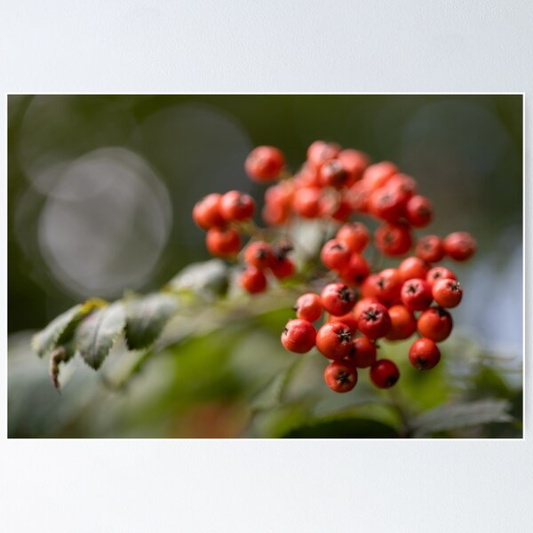 Item preview, Vogelbeeren designed and sold by Calidris Fotografie Steffi & Ben Köppler.