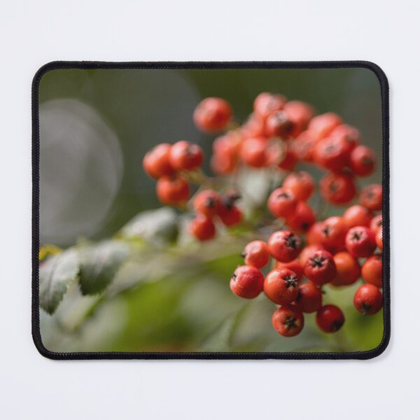 Artikelvorschau, Vogelbeeren entworfen und verkauft von Calidris Fotografie Steffi & Ben Köppler.