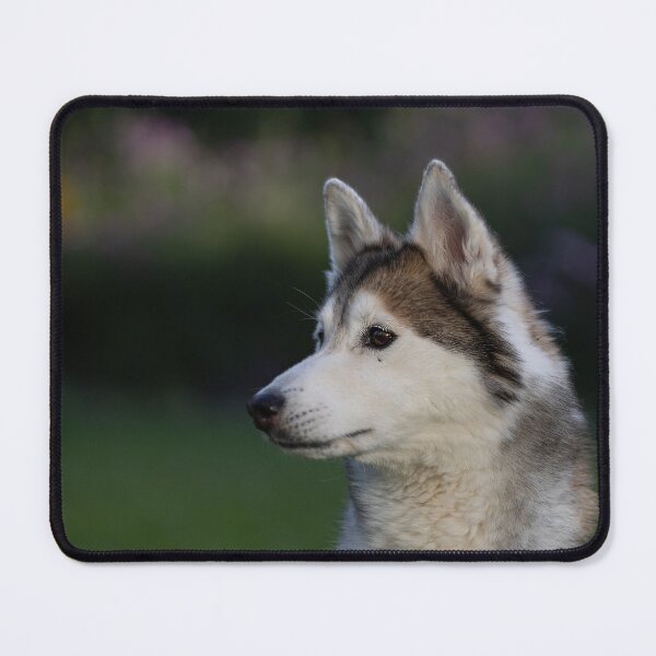 Item preview, Husky designed and sold by Calidris Fotografie Steffi & Ben Köppler.