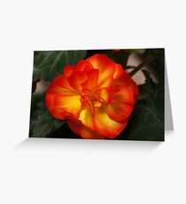 Orange Begonia Greeting Card