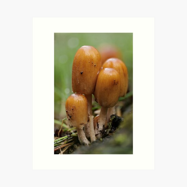 Item preview, Glistening Inkcaps designed and sold by ClarkeGreening.