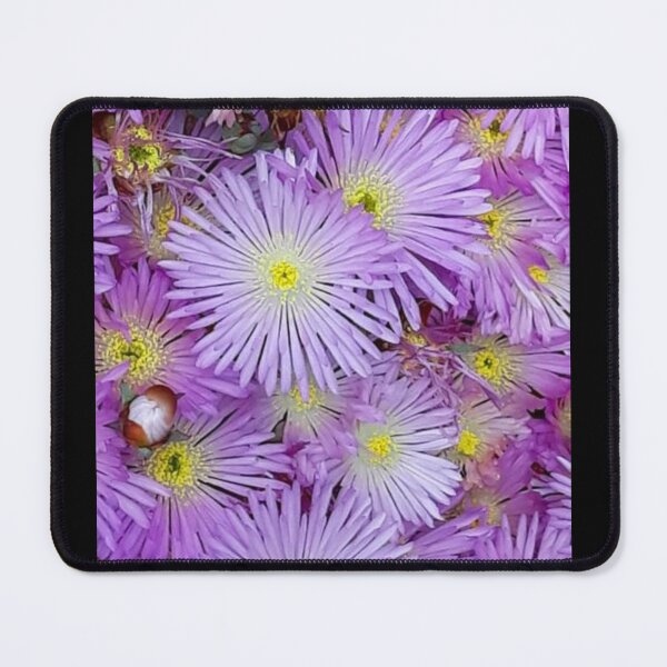 Item preview, Livingstone Daisy designed and sold by craftsbydaphy.