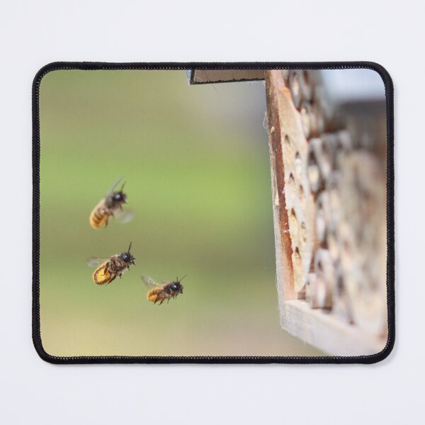 Item preview, Red mason bees laden with pollen designed and sold by GreyFeatherPhot.
