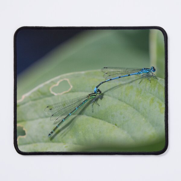 Item preview, Mating common blue damselflies designed and sold by GreyFeatherPhot.