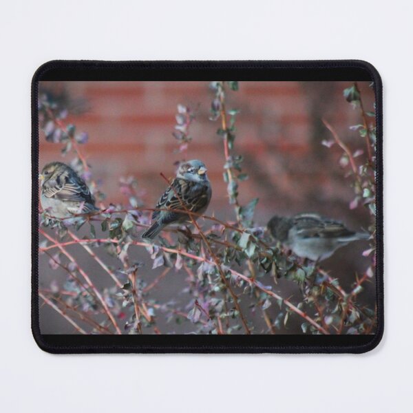 Item preview, Bird Trio designed and sold by craftsbydaphy.