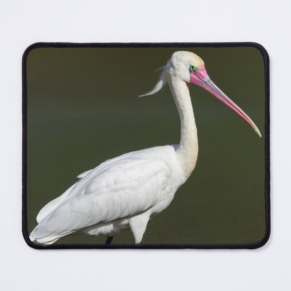 Item preview, Royal Spoonbill looking for Prey designed and sold by laguitan10.