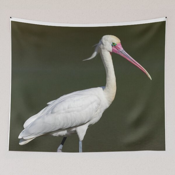 Item preview, Royal Spoonbill looking for Prey designed and sold by laguitan10.