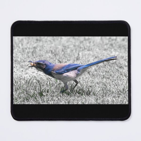 Item preview, Scrub Jay Collecting Bark Butter Bits designed and sold by CarolM.
