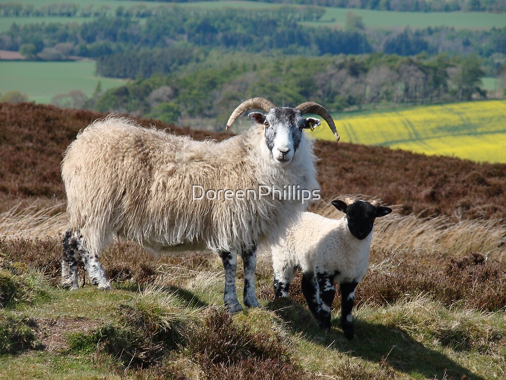 "Scottish Sheep......" by DoreenPhillips Redbubble