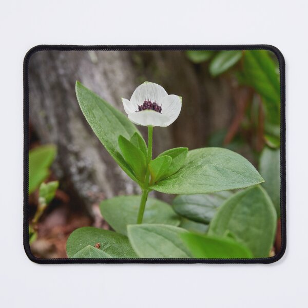 Item preview, The white flower. Bunchberry designed and sold by Jouko Lehto Photography.