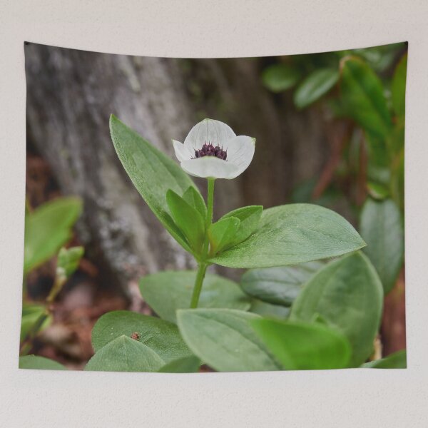 Item preview, The white flower. Bunchberry designed and sold by Jouko Lehto Photography.