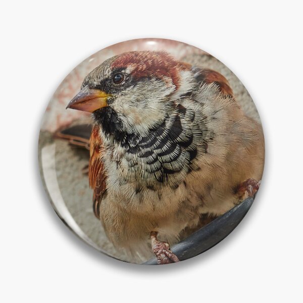 Item preview, Plucky Sparrow II designed and sold by Eidetic Photos.