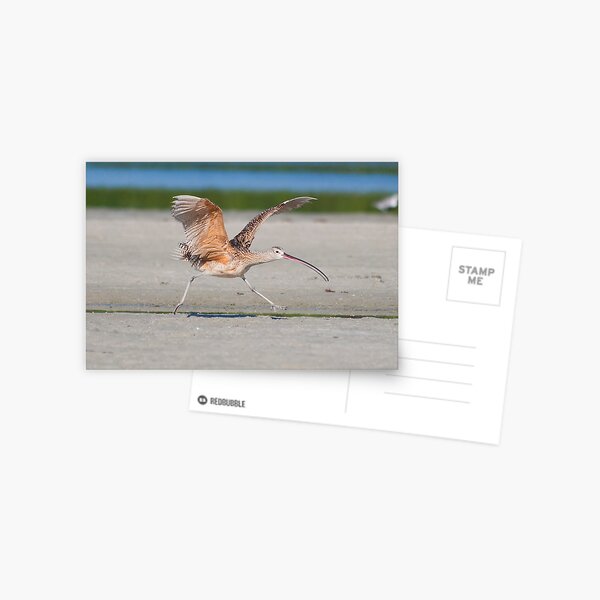 Cleared for take off Postcard