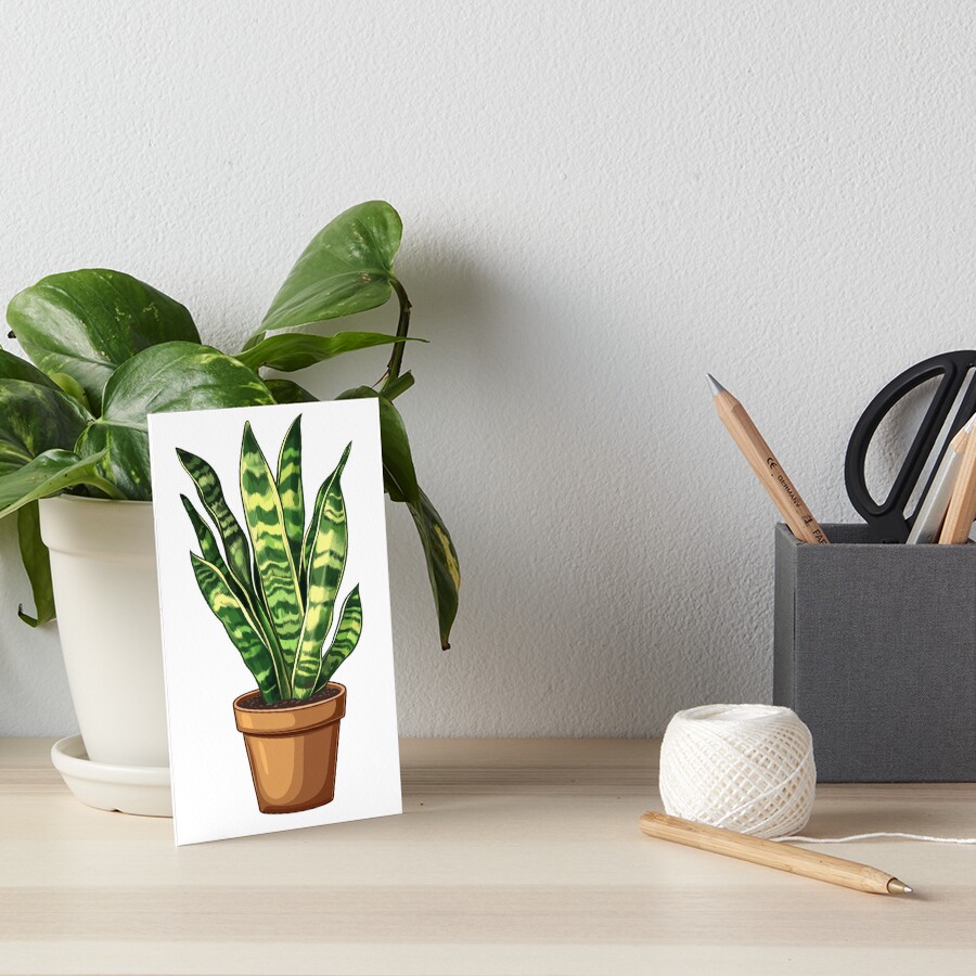 Sansevieria trifasciata Laurentii in Pot – Botanical Motif Art Board Print