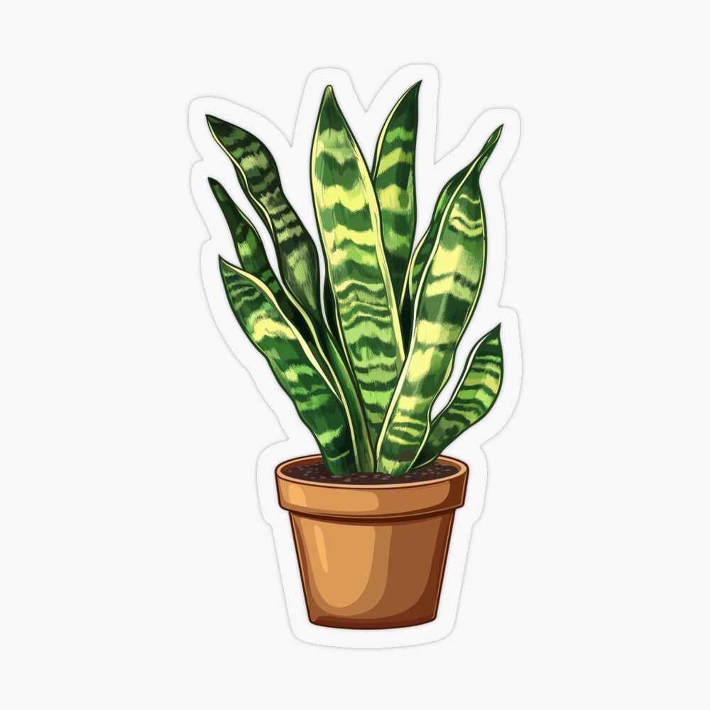 Sansevieria Laurentii in Pot (Transparent)