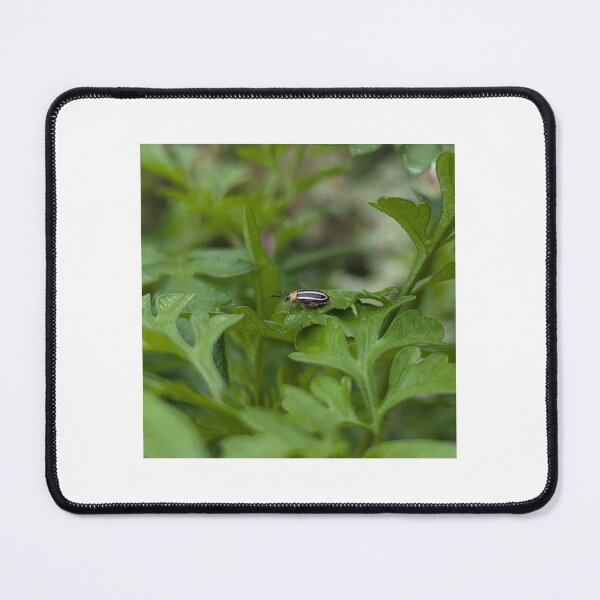 Item preview, Pigweed Flea Beetle designed and sold by Bug Shots.