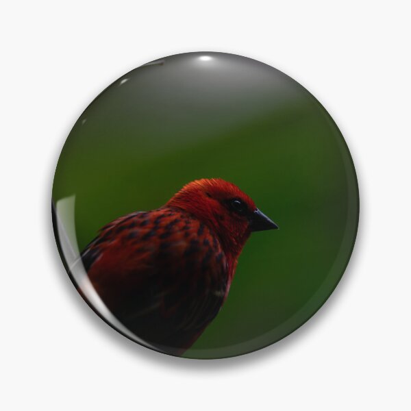 Item preview, Red Fody print designed and sold by CHBPhotography.