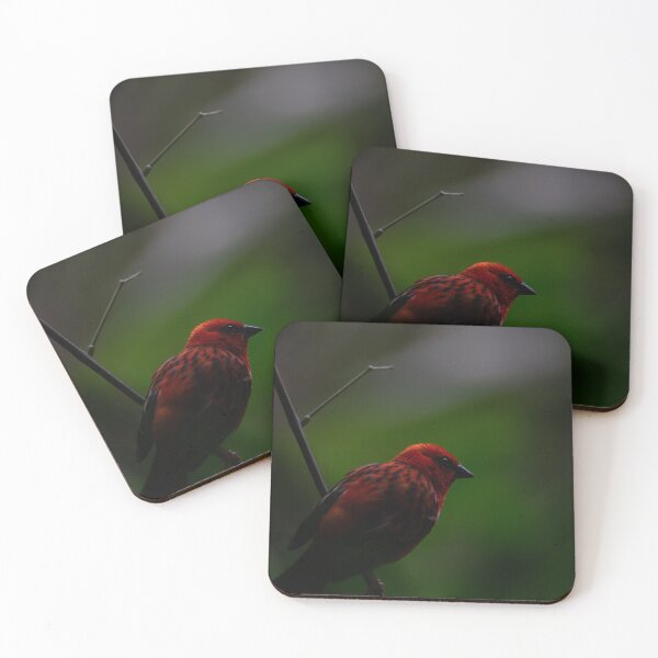 Item preview, Red Fody print designed and sold by CHBPhotography.