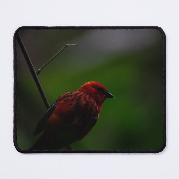 Item preview, Red Fody print designed and sold by CHBPhotography.