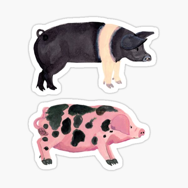 Item preview, Heritage Pig Breeds Illustration | Berkshire and Gloucestershire Old Spot Pigs | Illustrated by Jemma Jamie Skidmore designed and sold by Jemma Jamie Skidmore.