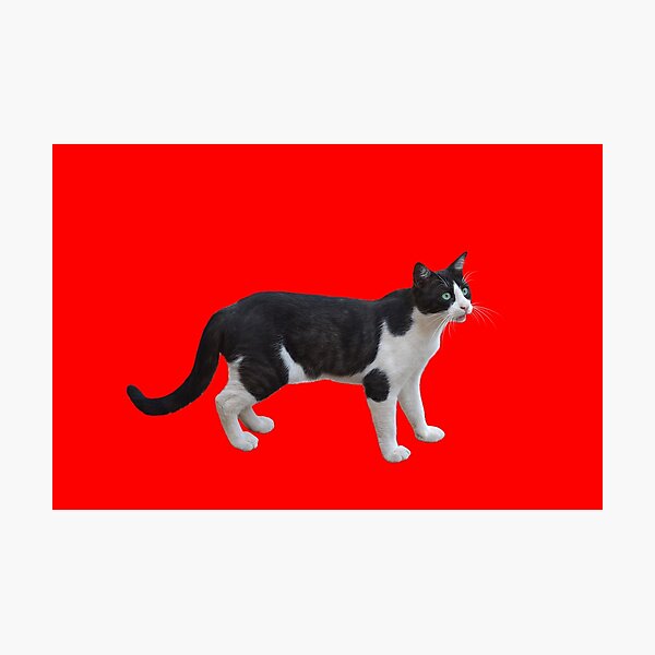 Black Cat For Women Gifts Merchandise Redbubble - il tiger cat ears tail roblox