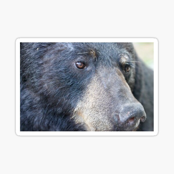Big Black Bear Sticker