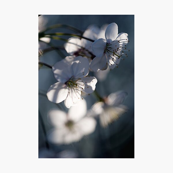 Spring bloom Photographic Print