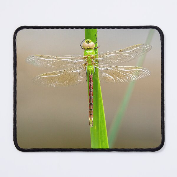 Item preview, Green darner dragonfly closeup designed and sold by KRFNatureGifts.