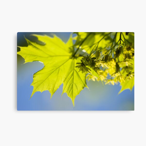 Spring leaves Canvas Print