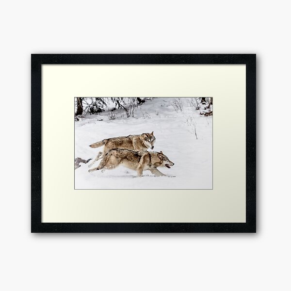 Coyote Bobcat Snow Sledge. FAST DELIVERY