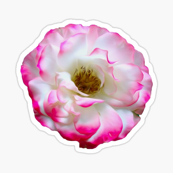 Rose-Oil Painting Sticker