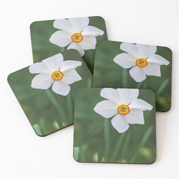 Item preview, Narcissus 'White Lady' Daffodil Spring Flower RHS Wisley Gardens Surrey England designed and sold by ThatSurreyLife.