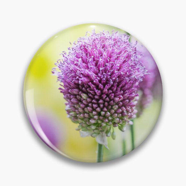 Item preview, Allium Sphaerocephalon at RHS Wisley Gardens, Surrey – Nature's Sculptural Beauty designed and sold by ThatSurreyLife.