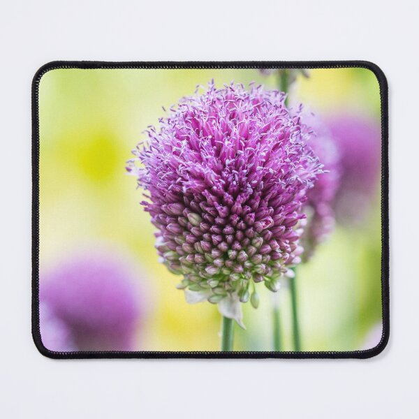 Item preview, Allium Sphaerocephalon at RHS Wisley Gardens, Surrey – Nature's Sculptural Beauty designed and sold by ThatSurreyLife.