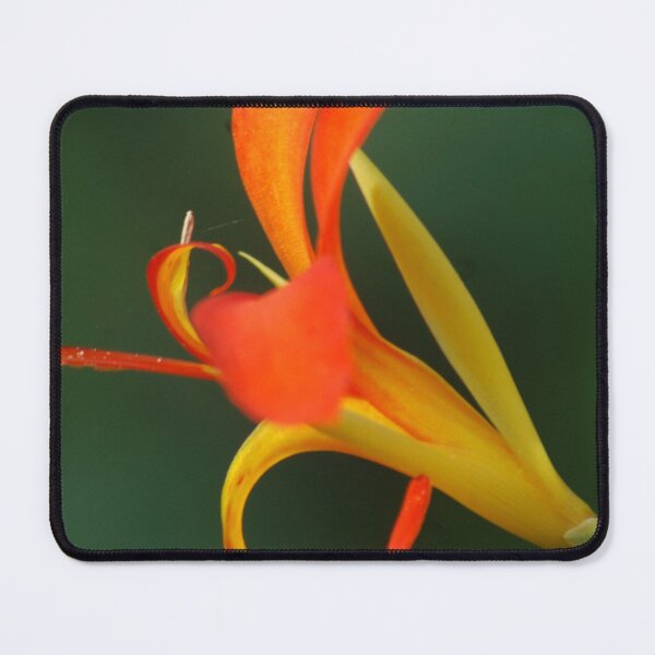Item preview, Canna Paniculata at RHS Wisley Gardens, Surrey – Vibrant Orange Blooms designed and sold by ThatSurreyLife.