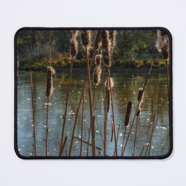 Item preview, Reeds and Bulrushes at RHS Wisley Gardens, Surrey – Tranquil Waterside Naturev designed and sold by ThatSurreyLife.