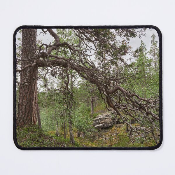 Item preview, Pine with a view. Iisakkipaa designed and sold by Jouko Lehto Photography.