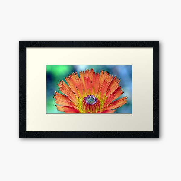Neon Hawkweed Framed Art Print