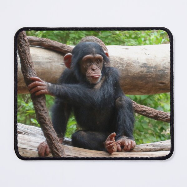 Item preview, Chimpanzee20150902 designed and sold by JAMFoto.