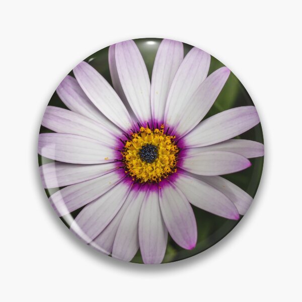 Item preview, African Daisy 2 designed and sold by Nigel R Bell Photography.