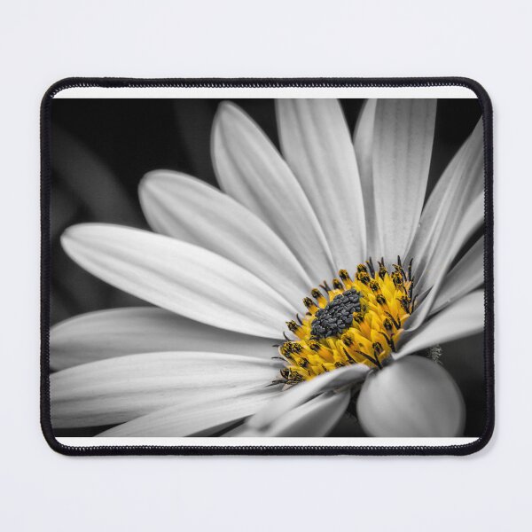 Item preview, African Daisy 3 designed and sold by Nigel R Bell Photography.