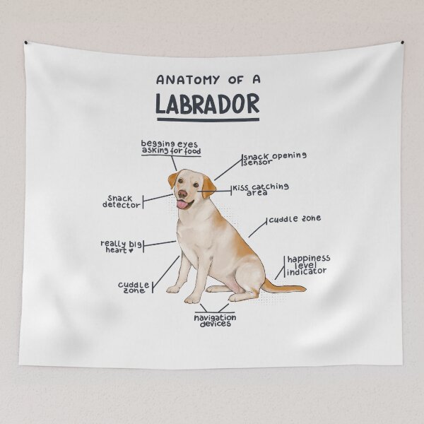 Item preview, Anatomy of a Labrador designed and sold by alies-art.