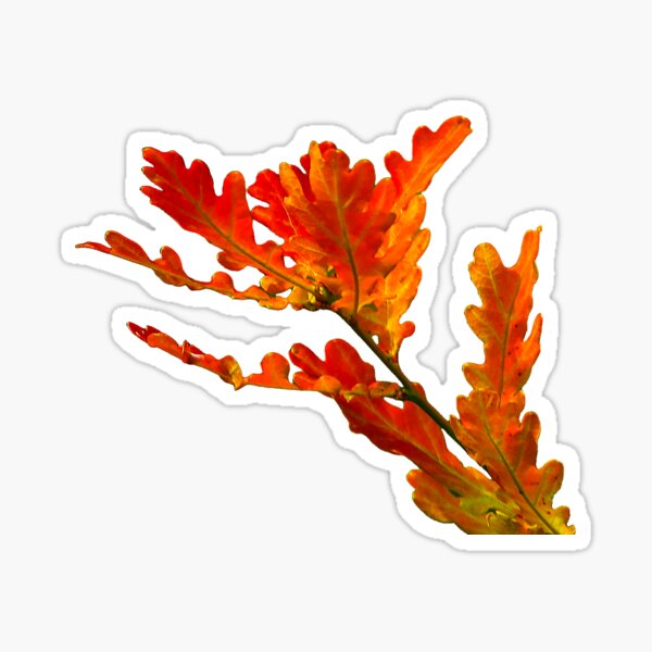 Item preview, Scarlet Oak leaves  designed and sold by OwlOccasions.